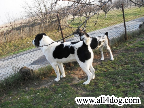 Kertesi Alabay Bark