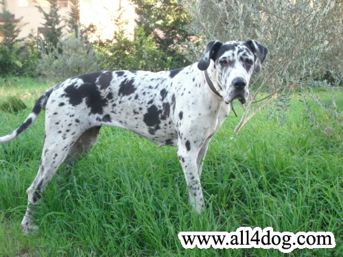 Alba-A