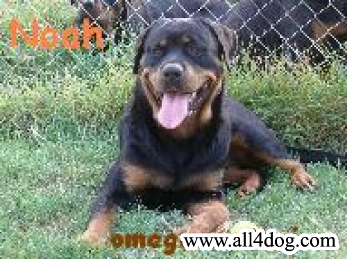 Noah de Omega Matari