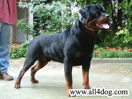 Ch.SCG FALKO JUNIOR MONTAGNA II
