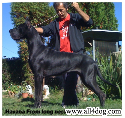 HAVANA FROM LONG NECK