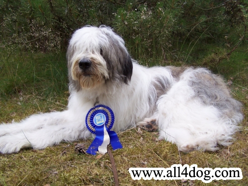 ILINCA DOG'S WORLD