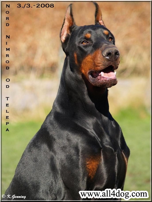 Nord Nimrod Od Telepa