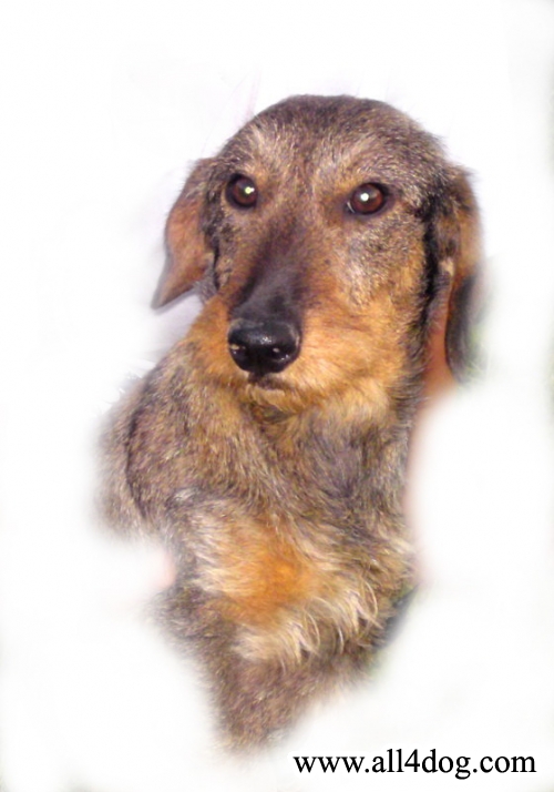 Canis Iris of Jejinic House