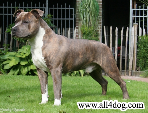 Stocky Rascals Galbatorix
