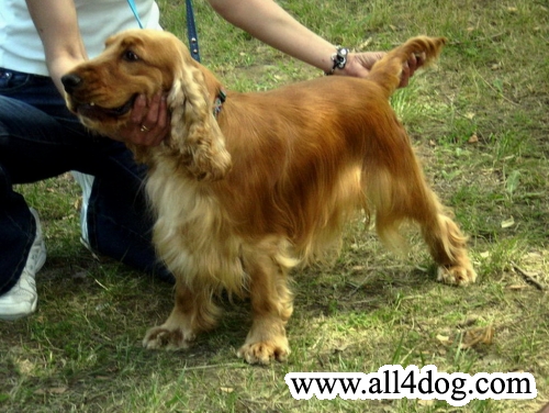 Lovely Astor of Don Carlos County